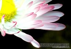 Name: tusenskona3_40085_355.jpg  Width: 250px  Height: 175px