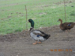 Visst r de vackra.