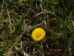 Tussilago