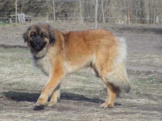 Bolli Stolli 20mn