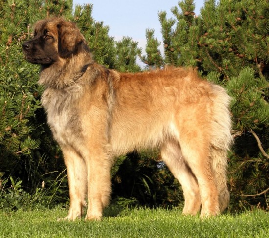 Bolli Stolli 11mnader