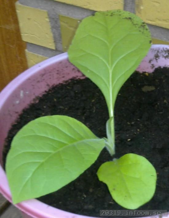 Orinoco Planta 