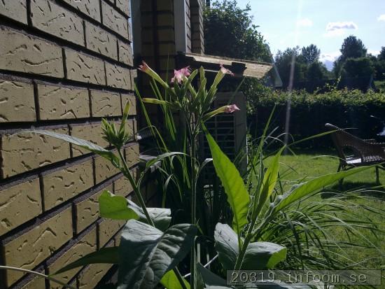 Blommor och knoppar av Nicotiana Tabacum typ