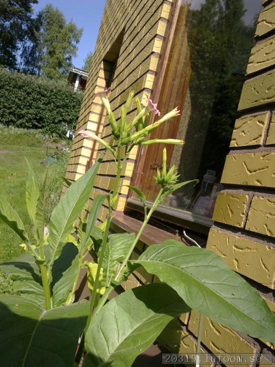 Blommor och knoppar av Nicotiana Tabacum typ