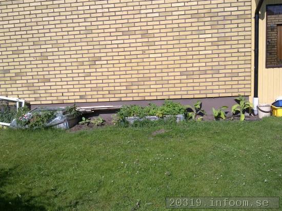 Blommor och knoppar av Nicotiana Tabacum typ