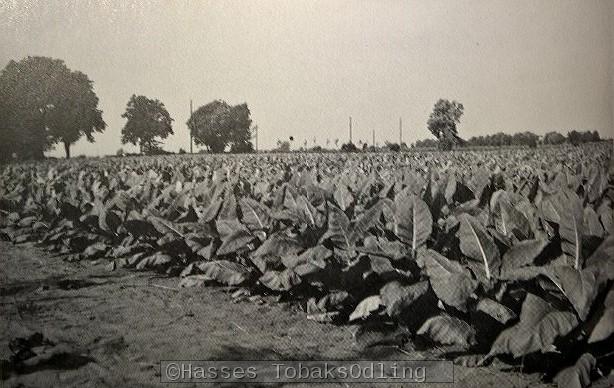 Bilden föreställer toppade plantor på en av Svalövs prov odlingar (troligen taget någon gång i slutet av 1950-talet).