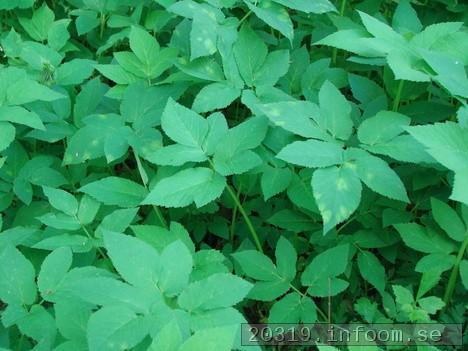 Kirskål: Kirskål:Späda blad kan användas som Spenat(Spinacia oleracea). Former med vitbrokiga blad odlas ibland som marktäckare. Utbredning: Kirskål är vanligpå alla typerav kulturmark i hela landet, utom i fjälltrakterna där den förekommer mera sällsynt. Den anses vara ursprunglig i näringsrika ängsskogar. Tillsammans med bland annat Knölklocka(Campanula rapunculoides) är kirskål ett av våra mest svårutrotade trädgårdsogräs. Den har jordstammar med rik skottbildning där varje enskild bit växer upp till nya plantor om de bryts eller grävs av. Kirskål: Kirskål:Späda blad kan användas som Spenat(Spinacia oleracea). Former med vitbrokiga blad odlas ibland som marktäckare. Utbredning: Kirskål är vanligpå alla typerav kulturmark i hela landet, utom i fjälltrakterna där den förekommer mera sällsynt. Den anses vara ursprunglig i näringsrika ängsskogar. Tillsammans med bland annat Knölklocka(Campanula rapunculoides) är kirskål ett av våra mest svårutrotade trädgårdsogräs. Den har jordstammar med rik skottbildning där varje enskild bit växer upp till nya plantor om de bryts eller grävs av.