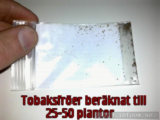 S hr ser Tobaksfrer ut (dessa ska kunna bli 25-50 underbara plantor).