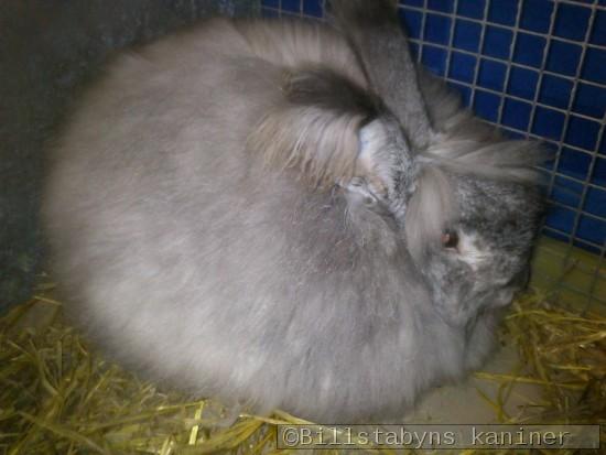 Billstabyns Algot, chinchilla