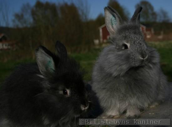 Angora ungar 8 veckor