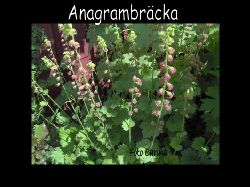 Anagrambracka