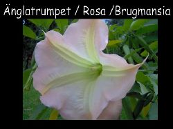 ngla trumpet Rosa  Brugmansia , nglatrumpet Rosa , jtte fin ca 30 cm stor blomma blir ca 150 -200 cm hg .
