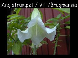 ngla trumpet Vit  Brugmansia , ngla trumpet vit  blommar med ca 30 cm stora doftande blommor.
