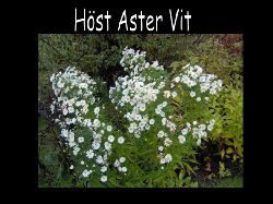 Aster