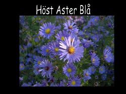 Aster