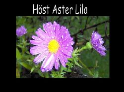 Aster