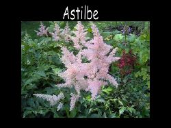 Astilbe