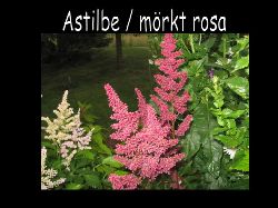 Astilbe  Astilbe mrkt rosa dekorativ blomma