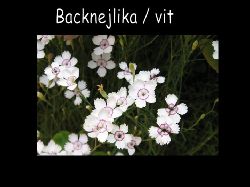 Backnejlika Vit  Backnejlika vit ,St slntvxt