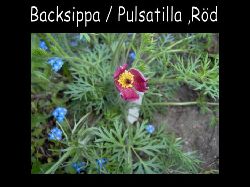 Backsippa