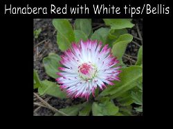 Bellis  Bellis Hanabera Red with white tips