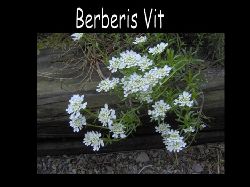 Berberis  Berberis vit