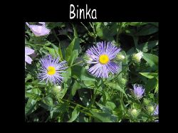 Binka