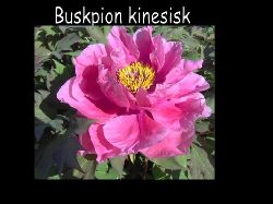 Buskpion