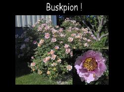 Buskpionboman  Buskpion otroligt fin!