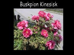 Buskpionkinesisk  Buskpion kinesisk