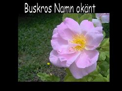 Buskros