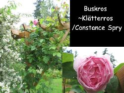 Buskros-Kltterros constace spry  En mycket kraftigvxande modern busk-kltterros Constance Spry underbar , stora ttt fyllda doftande mrkt-ljust rosa blommor i juli ca 2.5 m hg.