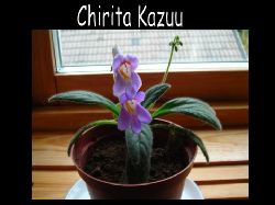 Chirita Kazuu  Chirita Kazuu en st blomma som r enbland mnga  Chiritor. Denna r tacksam & ltt.
