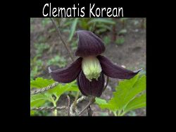 Clematis