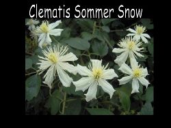 Clematis