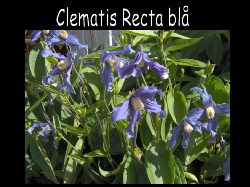 Clematis