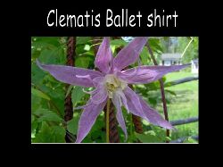 Clematis