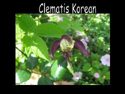 Clematis Korean   Titta s roligt denna Clematis Korean ser ut...den har blivit grnaktig i sitt lila blad..