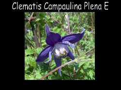 Clematis