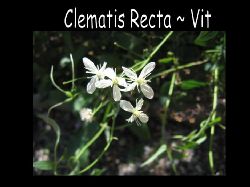 Clematis recta ~vit  Clematis Recta ~Vit , blommorna r som sm stjrnor , blommar juni -juli