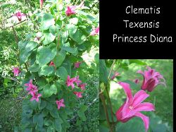 Clematis Texensis  Underbar r denna Clematis Texensis Princess Diana med sina rosa strutar