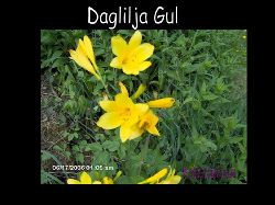 Daglilja