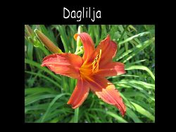 Daglilja2  Daglilja mrkare orange rd , mycket vacker