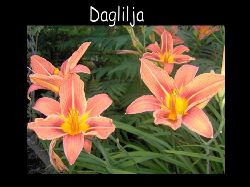 Daglilja