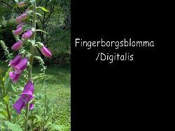 Fingerborgsblomma