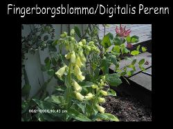 Fingerborgsblomma