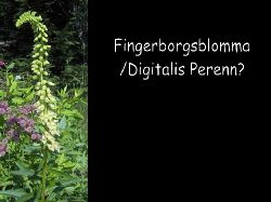 Fingerborgsblomma