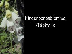 Fingerborgsblomma