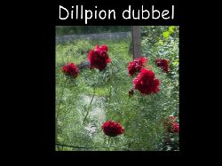 Dillpion