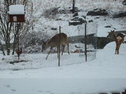 Fasan och rdjur  p besk under fgelbordet kom herr fasan och rdjur